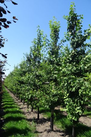 Ginkgo-biloba-geveerd-14-18