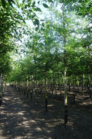 Gleditsia-t-Inermis-ho-14-16-18