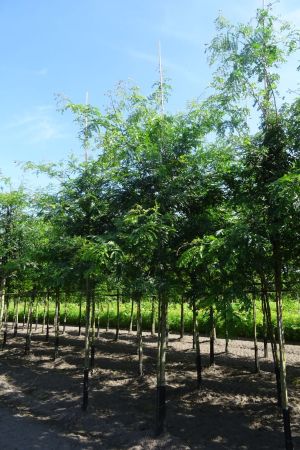 Gleditsia-t-Inermis-ho-18-20-25