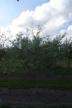 Gleditsia-t-Inermis-meerstam-250-300-2