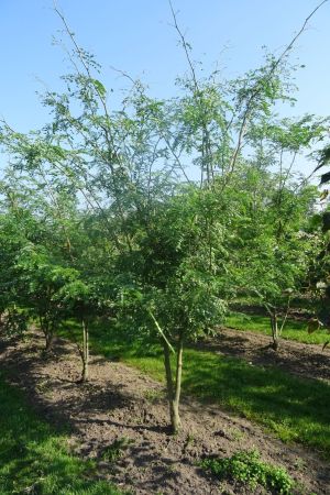 Gleditsia-t-Inermis-meerstam-300-350