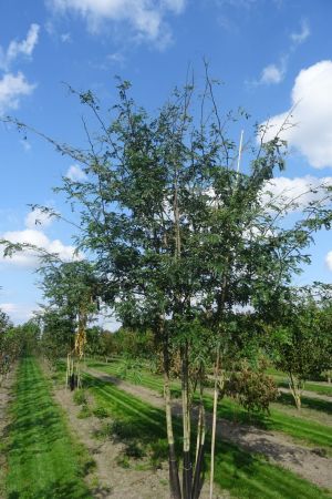 Gleditsia-t-Inermis-meerstam-450-500