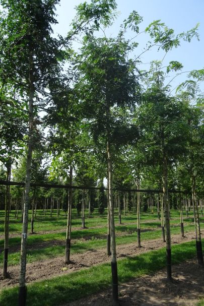 Gleditsia triacanthos inermis HO