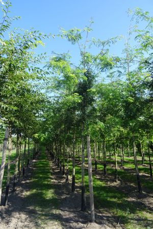 2_Gleditsia-t-Inermis-ho-16-20
