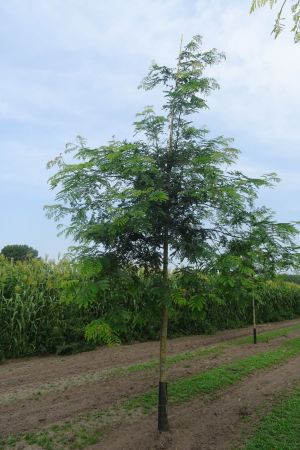 Gleditsia-t-Inermis-ho-18-25