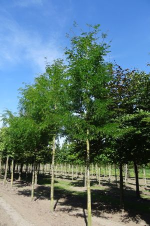 Gleditsia-t-Inermis-ho-25-35