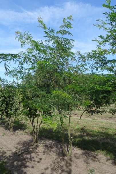 Gleditsia triacanthos inermis MRSTAM