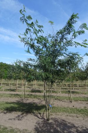 Gleditisa-t-Inermis-meerstam-300-350