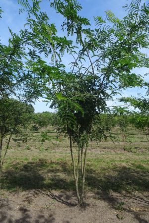 Gleditsia-t-Inermis-meerstam-250-300