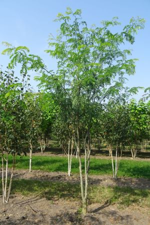 Gleditsia-t-Inermis-meerstam-300-350