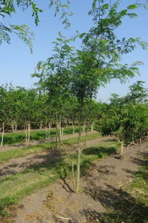 Gleditsia-t-Inermis-meerstam-350-400