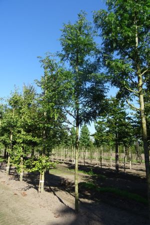 Gleditsia-t-Skyline-ho-20-25-30