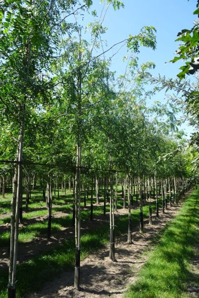 Gleditsia triacanthos 'Skyline' HO