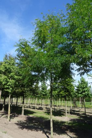 Gleditsia-t-Skyline-ho-25-35