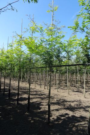 Gleditsia-t-Sunburst-ho-12-14-16