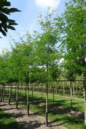 Gleditsia-t-Sunburst-ho-14-16-18