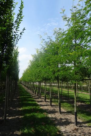 Gleditsia-t-Sunburst-ho-14-16-18