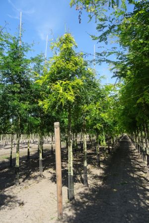 Gleditsia-t-Sunburst-ho-14-16-18