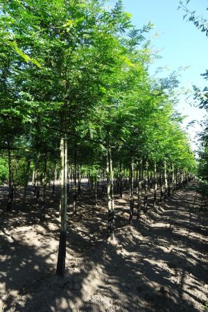 Gleditsia-t-Sunburst-ho-14-16-18