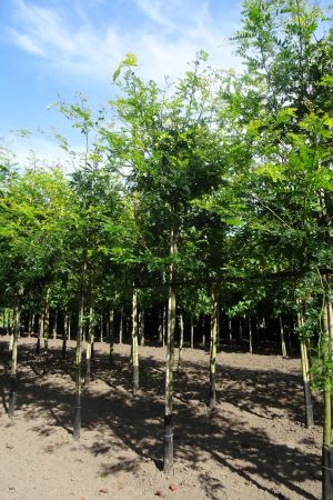 Gleditsia-t-Sunburst-ho-14-16-18