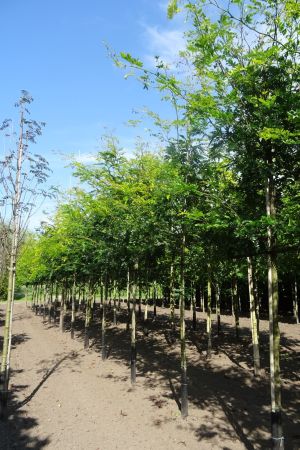 Gleditsia-t-Sunburst-ho-16-18-20