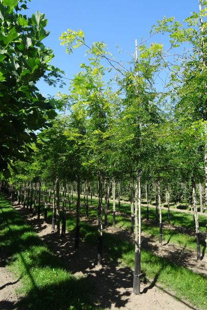Gleditsia triacanthos 'Sunburst' HO