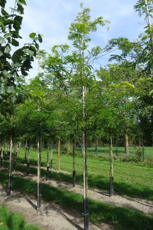 2_Gleditsia-t-Sunburst-ho-14-18