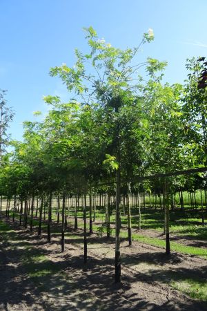 2_Gleditsia-t-Sunburst-ho-16-20