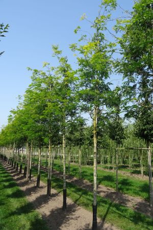 3_Gleditsia-t-Sunburst-ho-14-18