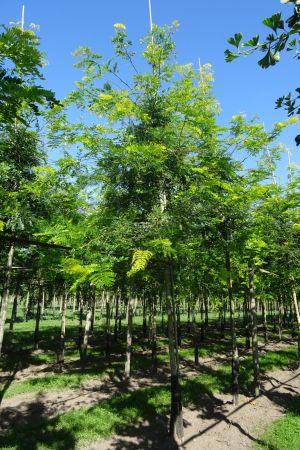 3_Gleditsia-t-Sunburst-ho-16-20