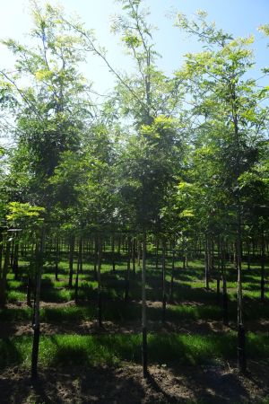 Gleditsia-t-Sunburst-ho-12-16-2