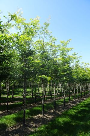 Gleditsia-t-Sunburst-ho-12-16