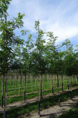 Gleditsia-t-Sunburst-ho-14-18-2