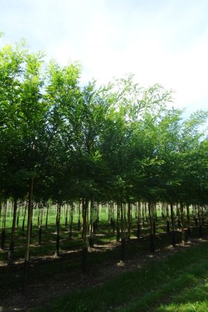 Gleditsia-t-Sunburst-ho-14-18-3