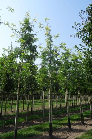Gleditsia-t-Sunburst-ho-16-20