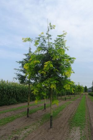 Gleditsia-t-Sunburst-ho-18-25-2