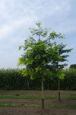 Gleditsia-t-Sunburst-ho-18-25