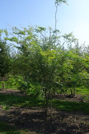 Gleditsia-t-Sunburst-meerstam-250-300-2