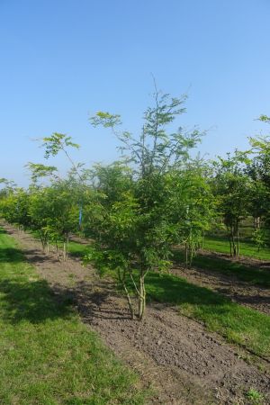 Gleditsia-t-Sunburst-meerstam-250-300