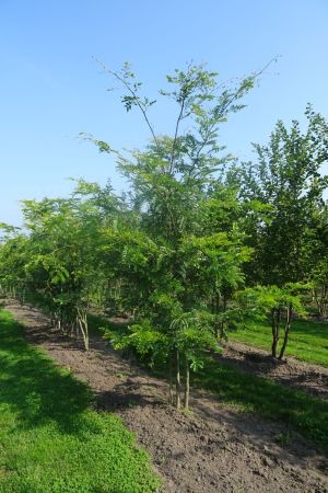 Gleditsia-t-Sunburst-meerstam-300-350