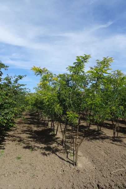 Gleditsia triacanthos 'Sunburst' MRSTAM
