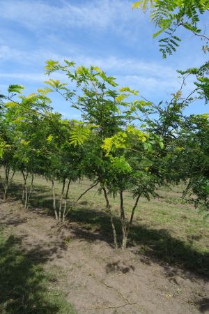 Gleditsia-t-Sunburst-meerstam-200-250-2