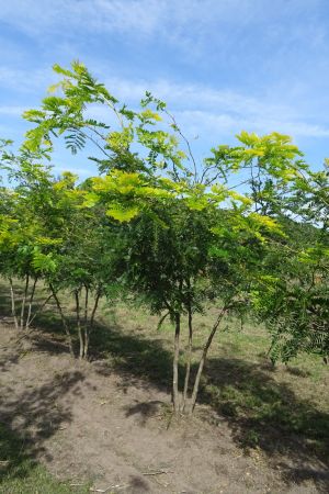 Gleditsia-t-Sunburst-meerstam-200-250