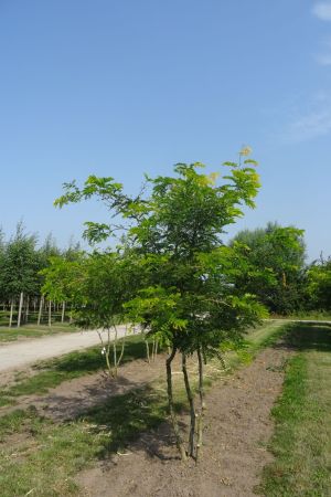Gleditsia-t-Sunburst-meerstam-300-350-2