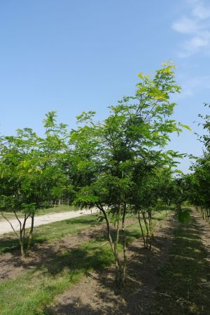 Gleditsia-t-Sunburst-meerstam-300-350
