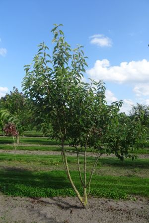 Halesia-carolina-meerstam-300-350-2