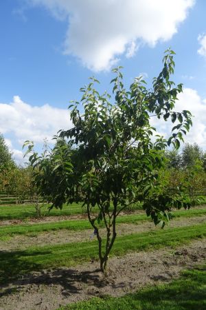 Halesia-carolina-meerstam-300-350