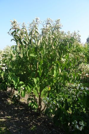 Heptacodium-micinoioides-meerstam-175-200