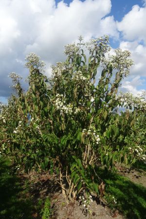 Heptacodium-miconioides-meerstam-250-300-2