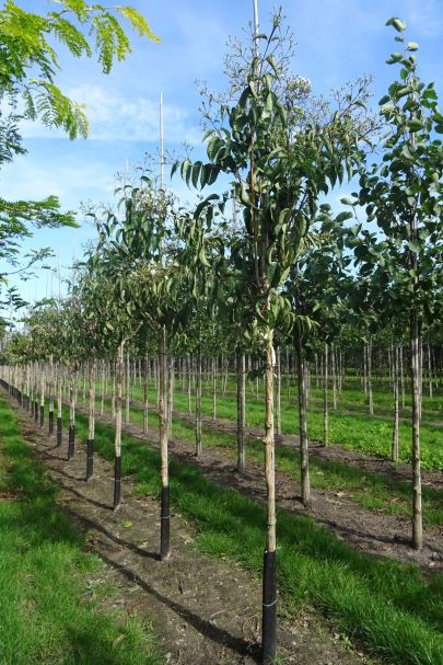 Heptacodium miconioides HO